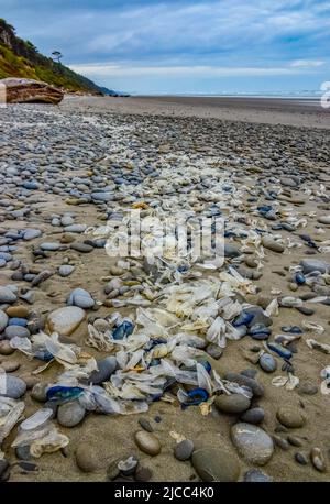 Blaue Qualle VELLA sp., im Sturm an Land genommen, am Ufer des Pazifischen Ozeans im Olympic National Park, Washington, USA Stockfoto