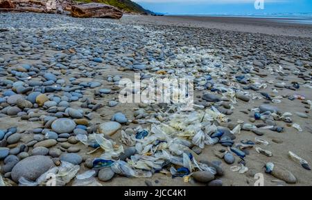 Blaue Qualle VELLA sp., im Sturm an Land genommen, am Ufer des Pazifischen Ozeans im Olympic National Park, Washington, USA Stockfoto