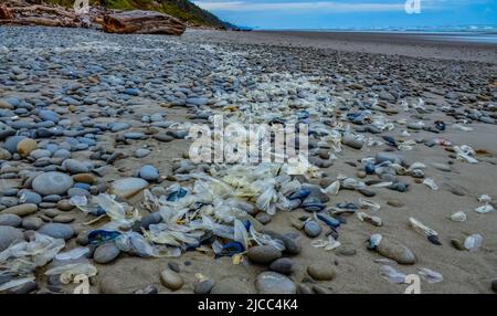 Blaue Qualle VELLA sp., im Sturm an Land genommen, am Ufer des Pazifischen Ozeans im Olympic National Park, Washington, USA Stockfoto