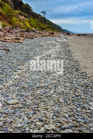 Blaue Qualle VELLA sp., im Sturm an Land genommen, am Ufer des Pazifischen Ozeans im Olympic National Park, Washington, USA Stockfoto