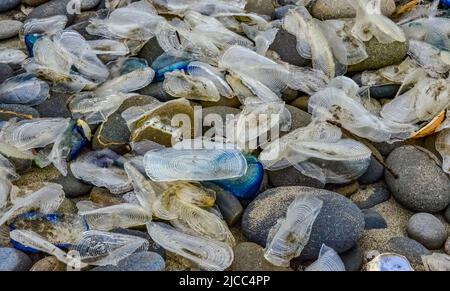 Blaue Qualle VELLA sp., im Sturm an Land genommen, am Ufer des Pazifischen Ozeans im Olympic National Park, Washington, USA Stockfoto