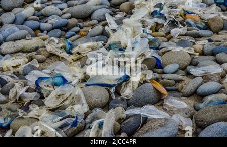 Blaue Qualle VELLA sp., im Sturm an Land genommen, am Ufer des Pazifischen Ozeans im Olympic National Park, Washington, USA Stockfoto