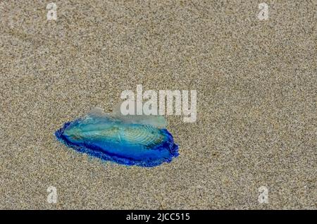 Blaue Qualle VELLA sp., im Sturm an Land genommen, am Ufer des Pazifischen Ozeans im Olympic National Park, Washington, USA Stockfoto