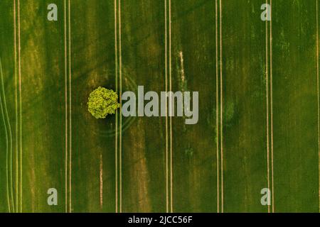 Allein Baum auf dem grünen Feld. Landwirtschaftliche Landschaft aus der Luft Stockfoto
