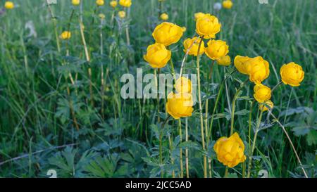 Gelber Trollius europaeus. Der gemeinsame Name einiger Arten ist Globeflower oder Globenblume. Wildpflanze Stockfoto