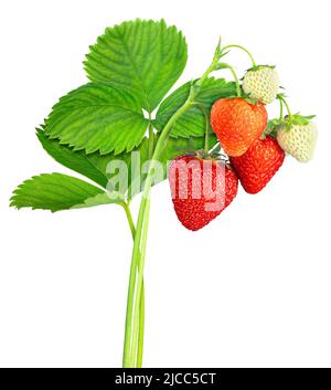 Erdbeerpflanze mit Blättern, reifen und unreifen Beeren isoliert auf weiß Stockfoto