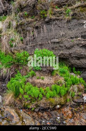 Equisetum telmateia, der große Schachtelhalm oder nördliche Riesenachtelhalm am Pazifischen Ozean im Olympic National Park, Washington, USA Stockfoto