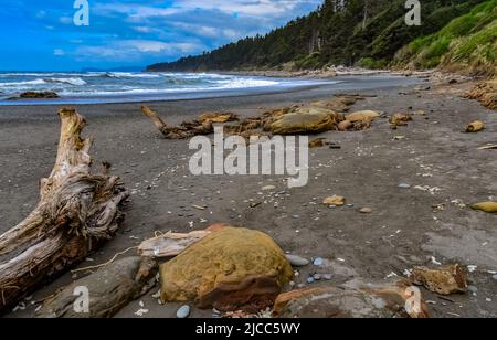 Stämme von umgestürzten Bäumen bei Ebbe am Pazifik im Olympic, National Park, Washington Stockfoto