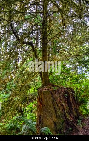 Ein junger Baum wächst aus einem alten faulen Stumpf in einem Wald am Pazifik im Olympic National Park, Washington, USA Stockfoto