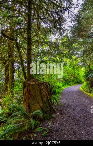 Ein junger Baum wächst aus einem alten faulen Stumpf in einem Wald am Pazifik im Olympic National Park, Washington, USA Stockfoto