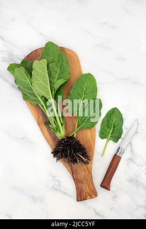 Spinat Gemüsepflanze mit Wurzelballen und Blätter auf Olivenholzbrett mit Messer. Gesunde Lebensmittel sehr reich an Vitaminen und Mineralstoffen. Stockfoto