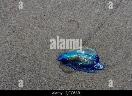 Blaue Qualle VELLA sp., im Sturm an Land genommen, am Ufer des Pazifischen Ozeans im Olympic National Park, Washington, USA Stockfoto