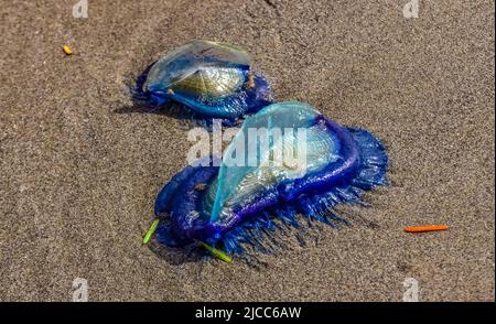 Blaue Qualle VELLA sp., im Sturm an Land genommen, am Ufer des Pazifischen Ozeans im Olympic National Park, Washington, USA Stockfoto