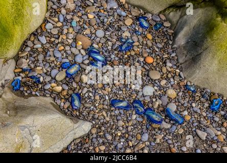 Blaue Qualle VELLA sp., im Sturm an Land genommen, am Ufer des Pazifischen Ozeans im Olympic National Park, Washington, USA Stockfoto