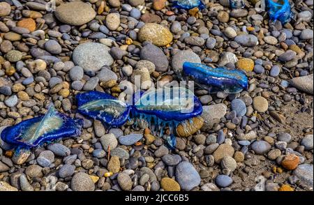 Blaue Qualle VELLA sp., im Sturm an Land genommen, am Ufer des Pazifischen Ozeans im Olympic National Park, Washington, USA Stockfoto