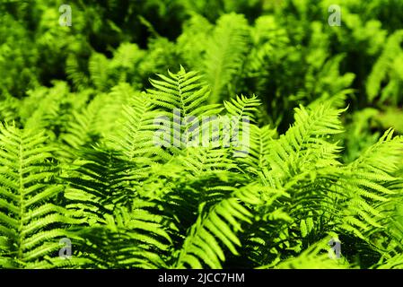 Farn Hintergrund. Grünes, üppiges Laub von Farnen an sonnigen Tagen. Natürliche helle botanische Textur. Selektiver Fokus Stockfoto