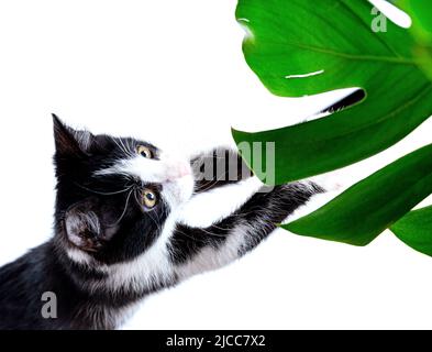 Das Kätzchen kratzt mit seinen Pfoten ein Blatt von Monstera, Zimmerpflanzen. Negatives Tierverhalten. Stockfoto