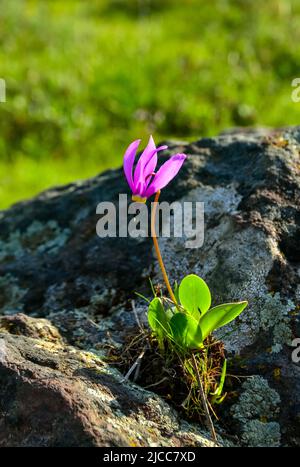 Dodecatheon-Konjugene, Desert Shooting Star blüht Detail Stockfoto