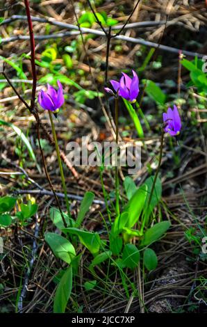 Dodecatheon-Konjugene, Desert Shooting Star blüht Detail Stockfoto