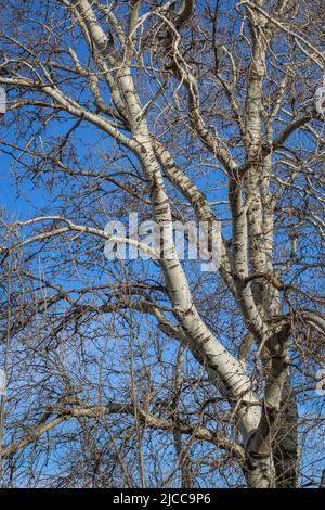 Rinde und Zweig des lateinischen Silberpappel-Namens Populus alba in der Subotica Sand Landschaft von außergewöhnlicher Auszeichnung, in der nördlichen Vojvodina, Serbien Stockfoto