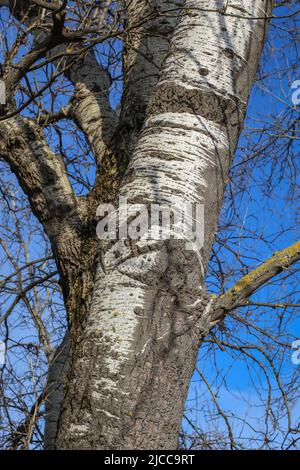 Rinde und Zweig des lateinischen Silberpappel-Namens Populus alba in der Subotica Sand Landschaft von außergewöhnlicher Auszeichnung, in der nördlichen Vojvodina, Serbien Stockfoto