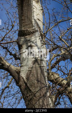 Rinde und Zweig des lateinischen Silberpappel-Namens Populus alba in der Subotica Sand Landschaft von außergewöhnlicher Auszeichnung, in der nördlichen Vojvodina, Serbien Stockfoto