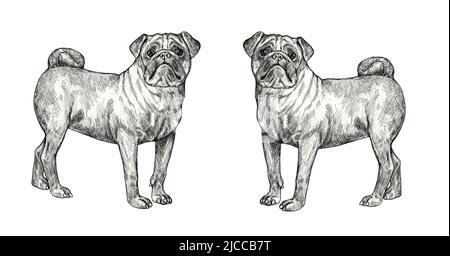 Pug Bleistiftzeichnung. Isolierte Illustration mit einem chinesischen Hund. Stockfoto