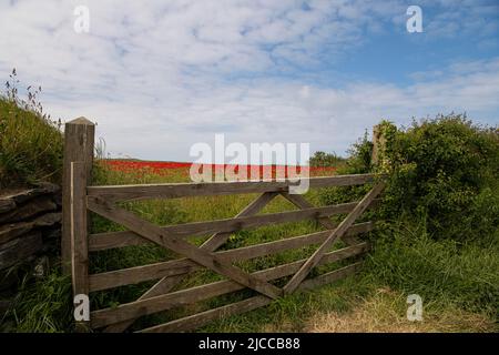 Wetter in Cornwall Blues Himmel, Fields of Red Mohn, Red Mohn, West Pentire Cornwall Blick über, Holywell Bay, Crantock Beach und Poly Joke Beach Wildflower Wiese, Mohnblumen und Ringelblumen Kredit: kathleen White/Alamy Live News Stockfoto