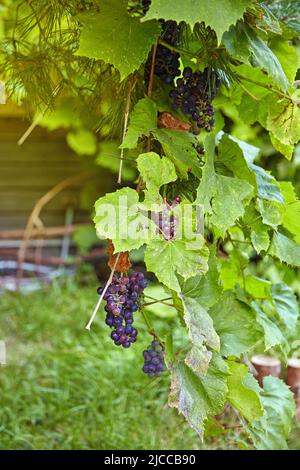 Trauben auf der Rebe im Garten. Trauben von überreifen roten Trauben Stockfoto