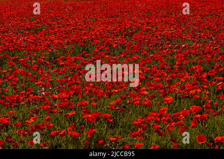 Wetter in Cornwall Blues Himmel, Fields of Red Mohn, Red Mohn, West Pentire Cornwall Blick über, Holywell Bay, Crantock Beach und Poly Joke Beach Wildflower Wiese, Mohnblumen und Ringelblumen Kredit: kathleen White/Alamy Live News Stockfoto