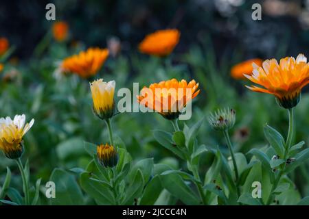 Ringelblume (Calendula officinalis) Orangenblüten Stockfoto