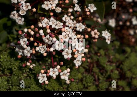 Laurustinus (Viburnum tinus) kleine rosa Blütenknospen blühen Stockfoto