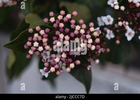 Laurustinus (Viburnum tinus) kleine rosa Blütenknospen blühen Stockfoto