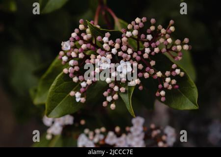 Laurustinus (Viburnum tinus) kleine rosa Blütenknospen blühen Stockfoto