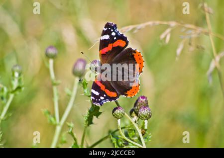 Ein Rotadmiral ruht auf ungeöffneten Knospen der Kornblume Stockfoto