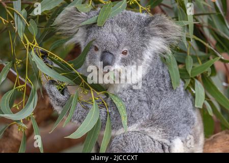 Nahaufnahme eines Koala (Phascolarctos cinereus), der sich von Eukalyptusblättern ernährt und auf die Kamera blickt. Koalas sind einheimische australische Beuteltiere. Stockfoto