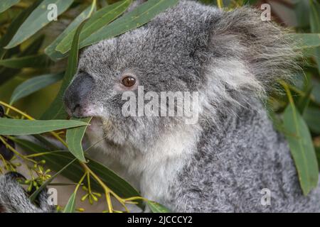 Nahaufnahme eines Koala (Phascolarctos cinereus) im Profil, der sich von Eukalyptusblättern ernährt. Koalas sind einheimische australische Beuteltiere. Stockfoto