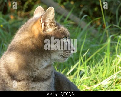Seitliches Porträt einer schönen Tabbykatze mit weichem, fokussiertem, natürlichem Hintergrund Stockfoto