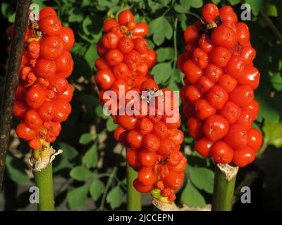 Nahaufnahme der Arum Italicum ORANGE, auch bekannt als (Lords & Ladies Bareroot Rhizome) Pflanze im Spätsommer Stockfoto