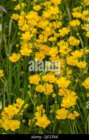 Knollenbutterblume (Ranunculus bulbosus) gelbe Wildblume auf einem Grasland im Süden Englands im Frühjahr, Großbritannien Stockfoto