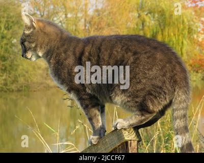 Anmutige Tabbykatze, die auf einem hölzernen Gartenpfosten mit weichem Fokus auf natürlichem Hintergrund steht Stockfoto