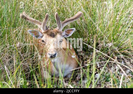 Wilder sika- und Damhirsch, der sich in Kent England, Großbritannien, in überwachsenem Gras versteckt Stockfoto