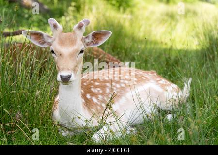 Wilde sika- und Damhirsche ruhen am heißen Sommertag in Kent England im Schatten Stockfoto