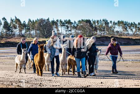 John Muir Alpakas führt eine Alpaka-Wanderung am Strand im John Muir Country Park, East Lothian, Schottland, Großbritannien Stockfoto