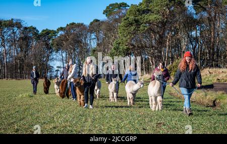 John Muir Alpakas Alpaca Trek mit Leuten, die Alpakas über ein Feld führen, East Lothian, Schottland, Großbritannien Stockfoto