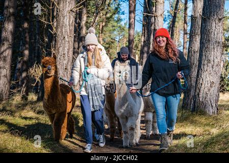 Jennifer Chase (John Muir Alpakas) führt eine Alpaka-Wanderung im John Muir Country Park, East Lothian, Schottland, Großbritannien Stockfoto