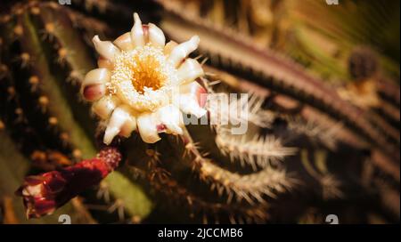 Schöne Blume exotisch tropisch blühenden Kaktus Stockfoto