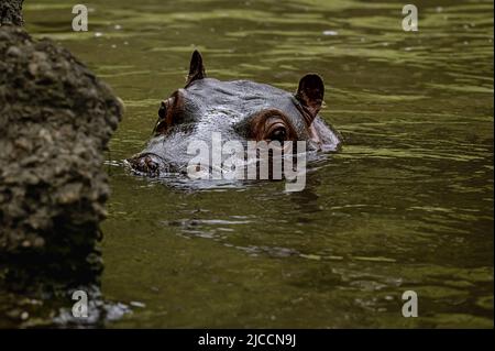 Nilpferd im Wasser. Porträt des Hippopotamus amphibisch. Hippo. Gewöhnlicher Nilpferd. Flusspferd. Schönheit in der Natur. Stockfoto