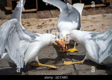 Möwen kämpfen auf dem Gehsteig nahe der Küste um eine rote Meeräsche Stockfoto