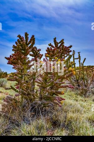 Wüstensukkulenten, Kakteen, Kakteen, Kaktusfeigen (Cylindropuntia und Opuntia sp.) und Yucca auf einem Hügel in Colorado, USA Stockfoto